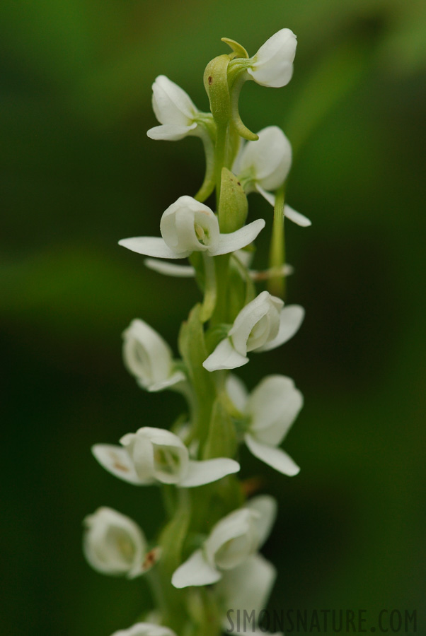 Platanthera dilatata [105 mm, 1/1000 Sek. bei f / 9.0, ISO 1600]